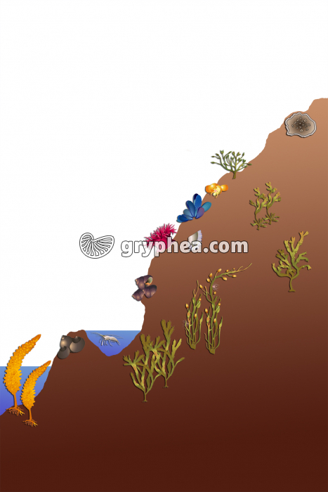 Zonation des êtres vivants dans l'estran (marée basse) - gryphea.com